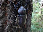 デカイ方のカブトムシ