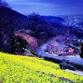 曇り空と菜の花