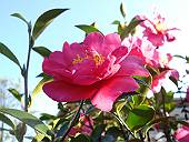 ムカついたときは、キレイな花でもご観賞ください