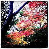 紅葉(マウスオンで、小川)