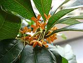 キンモクセイの花