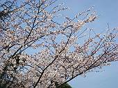 桜が満開!