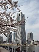 ランドマークとサクラ