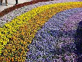 虹の花
