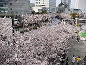 さくら通り