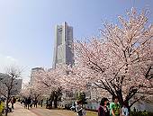 みなとみらいのサクラ
