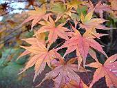 紅葉