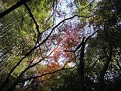 竹林と紅葉(マウスオンで、天園休憩所)