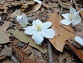舞い散ったサクラの花