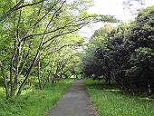 今日の森