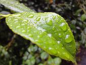 しっとりと濡れた森