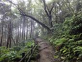 朝靄の掛かる森