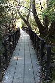 今日の森