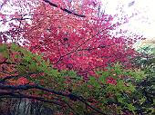 紅葉(マウスオンで、のどかな青空)