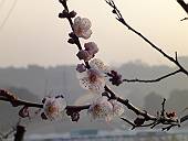ちょっと前に撮った、なばな休憩所近くの梅