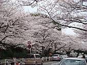 満開のサクラ