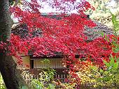 三溪園の紅葉