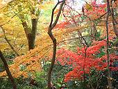 三溪園の紅葉