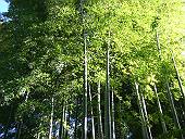 キレイな竹林