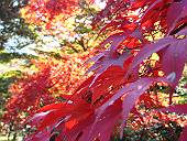 三溪園の紅葉