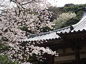 三溪園のサクラ