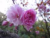 八重桜