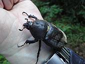 小さい方のカブトムシ