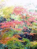 ちょっとだけ紅葉