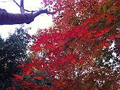 紅葉