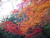 三溪園の紅葉